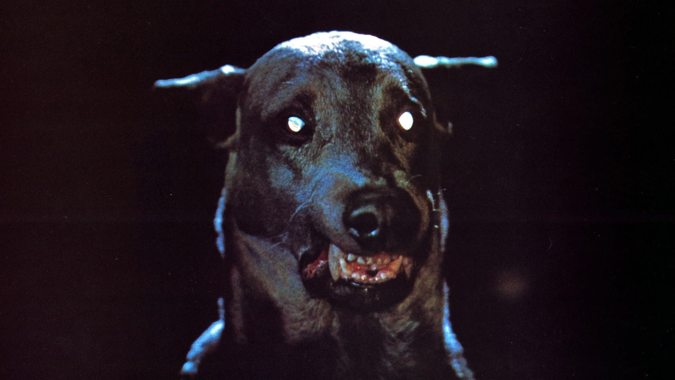 El perro de Satán (Zoltan)